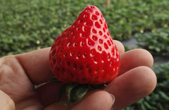 两种生物菌剂与氯化苦土壤处理对降低草莓连作死苗率的影响
