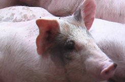 三安模式生猪养殖案例