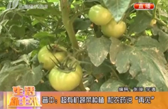 【农业】-山西经济资讯--晋中蔬菜基地